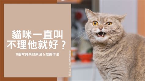 幼貓一直叫要理他嗎|幼貓在叫要理他嗎？別理他！讓他安靜就有獎勵